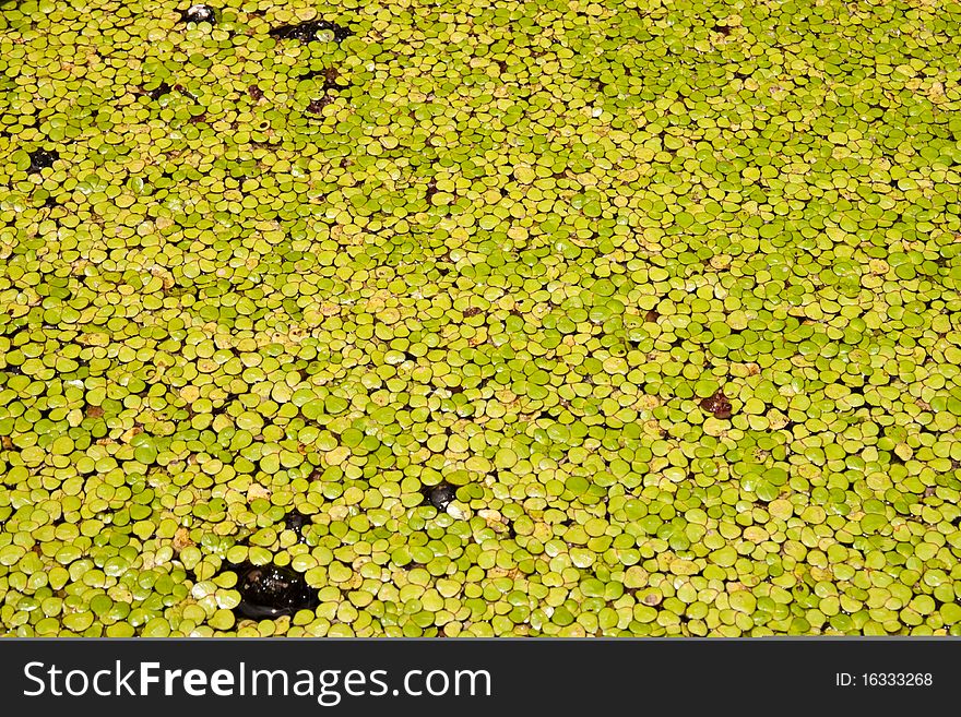 Green and yellow lotus pond backgound