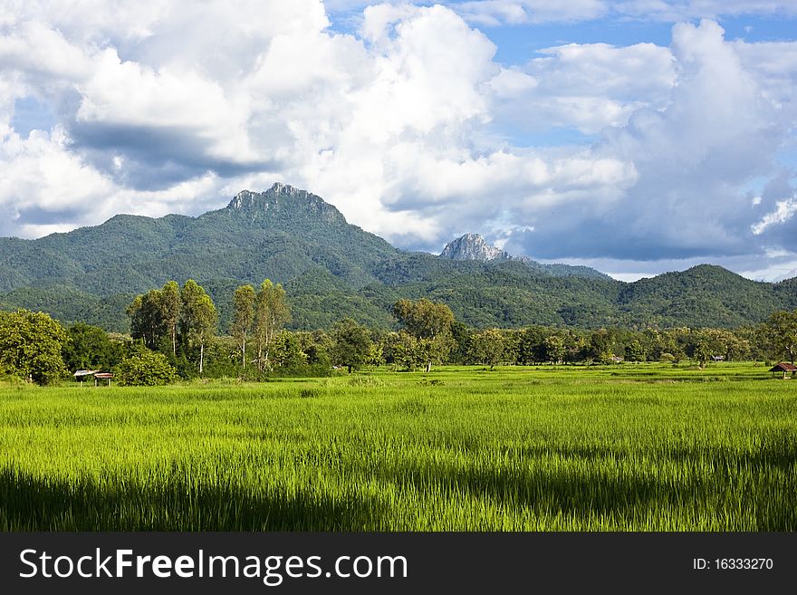 See Rice Farm & Mountain Landscap