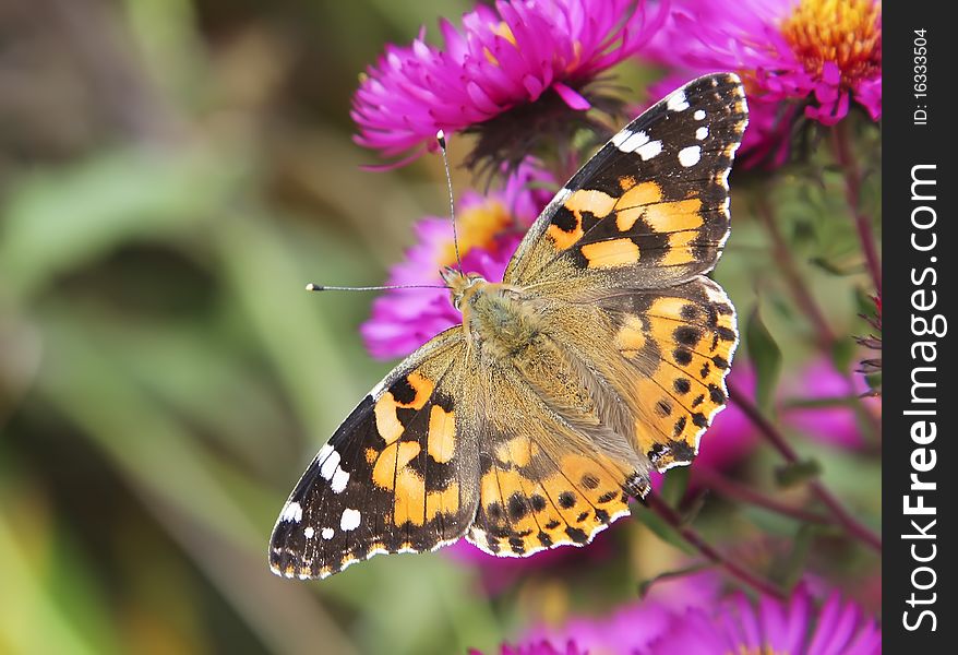 Butterfly on flowers (Vanessa cardui, or Cynthia cardui).