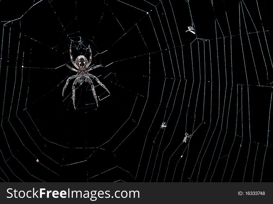 A garden spider (Araneus diadematus) in her net. It is night