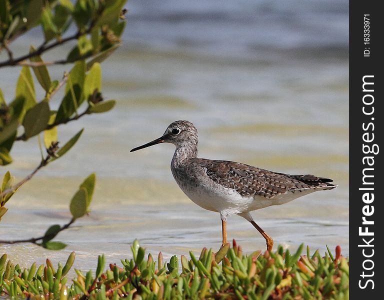 Greater Yellowlegs, Candelaria Lagoon, Cabo Rojo, Puerto Rico