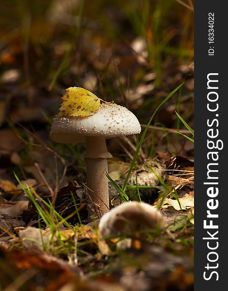 Mushroom in the forest. Macrolepiota procera