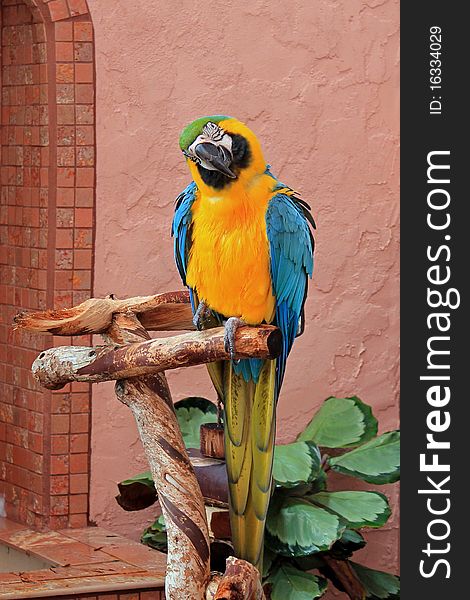 Blue And Gold Macaw (Ara Ararauna)