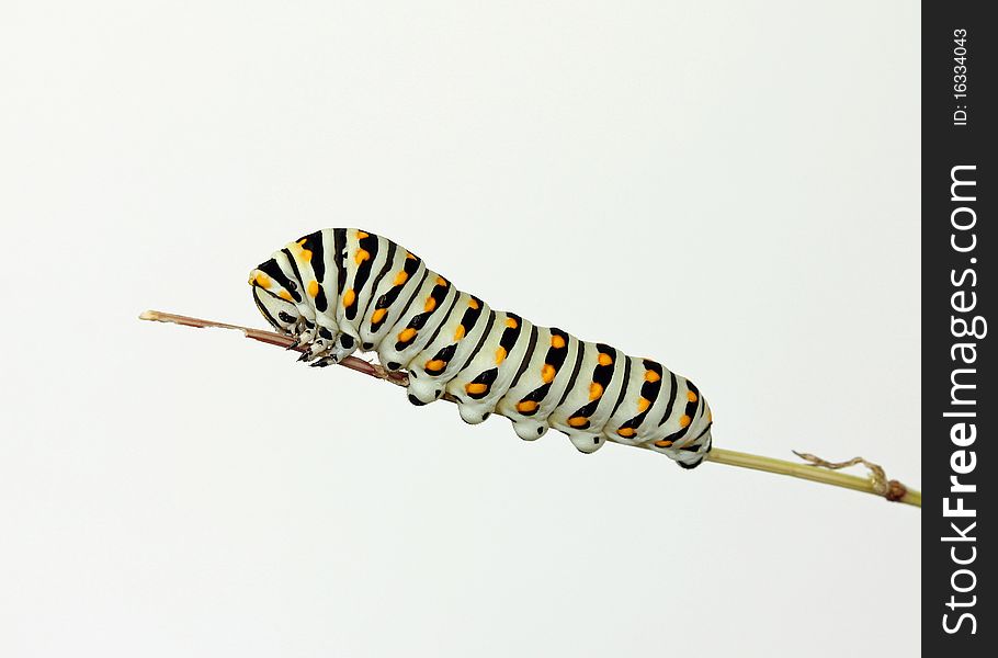 Black Swallowtail Caterpillar