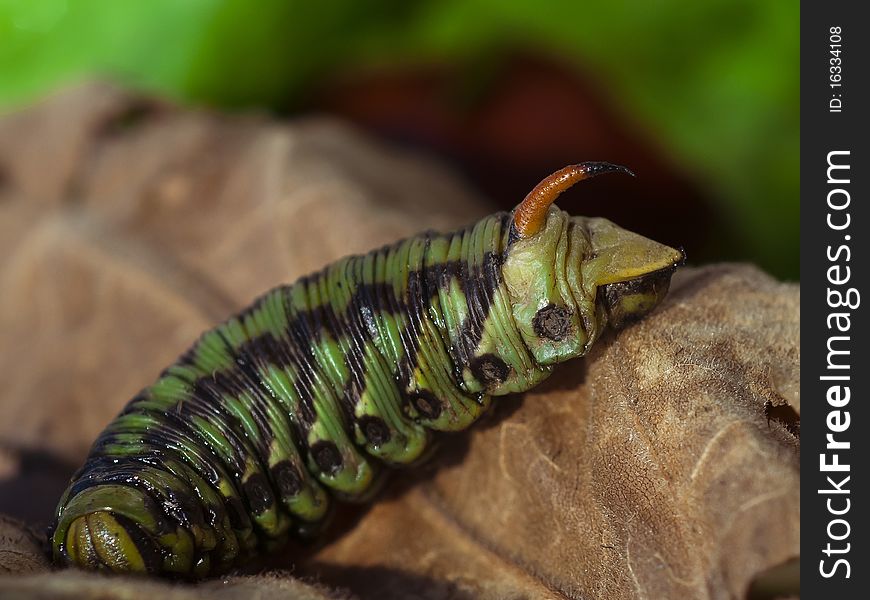 Closeup of the Caterpillar Moth on the dry leaf
