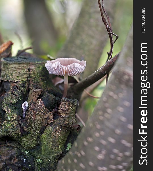 Fungus mushroom in forest in tree