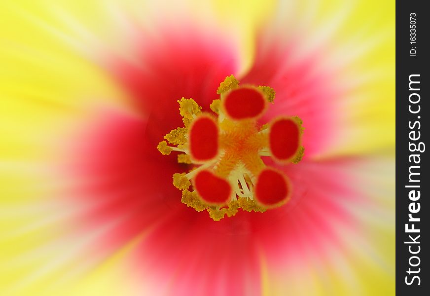 Hibiscus Flower Macro shot