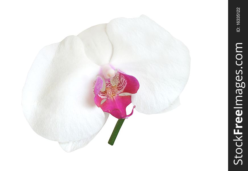 Closeup of orchid isolated on white