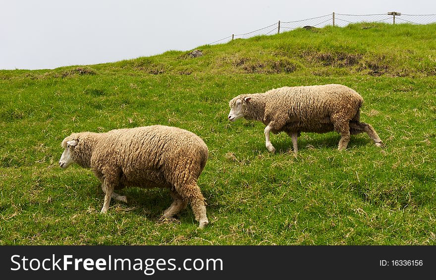 Two woolly Sheep in field