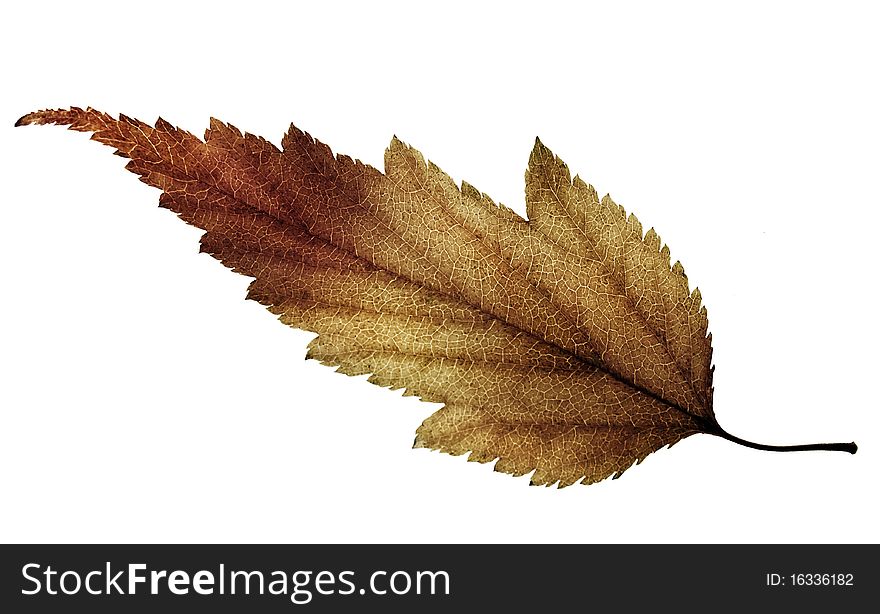 Color Burn Leaf