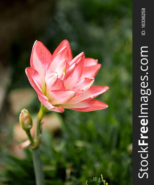 Beautiful lotus in the garden