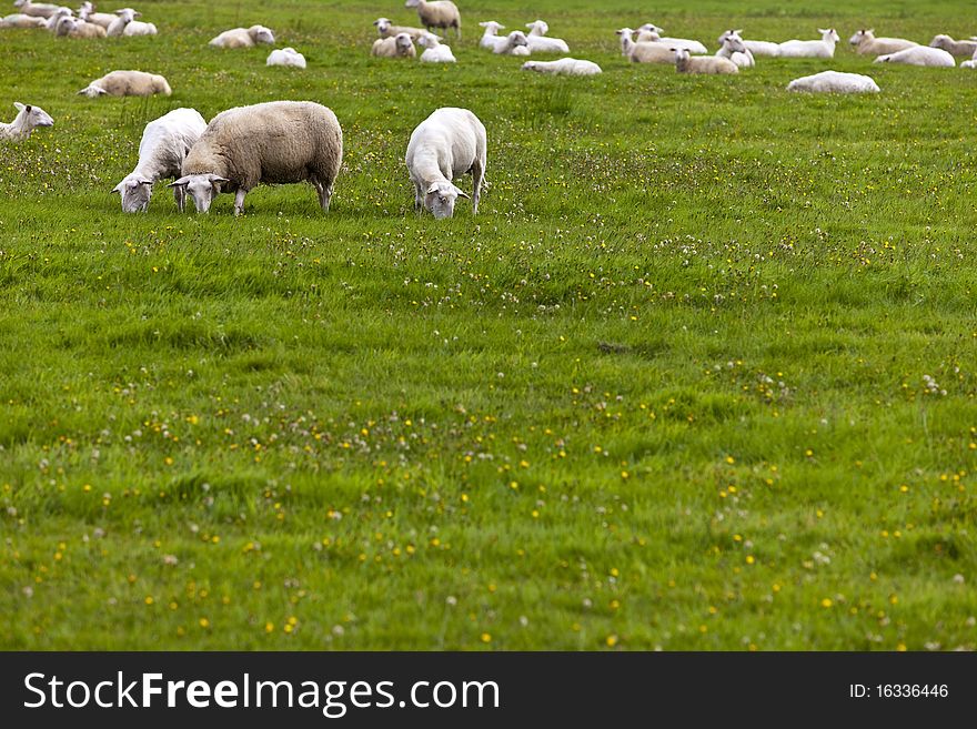 Flock of sheep grazing and relaxing at lush grassland