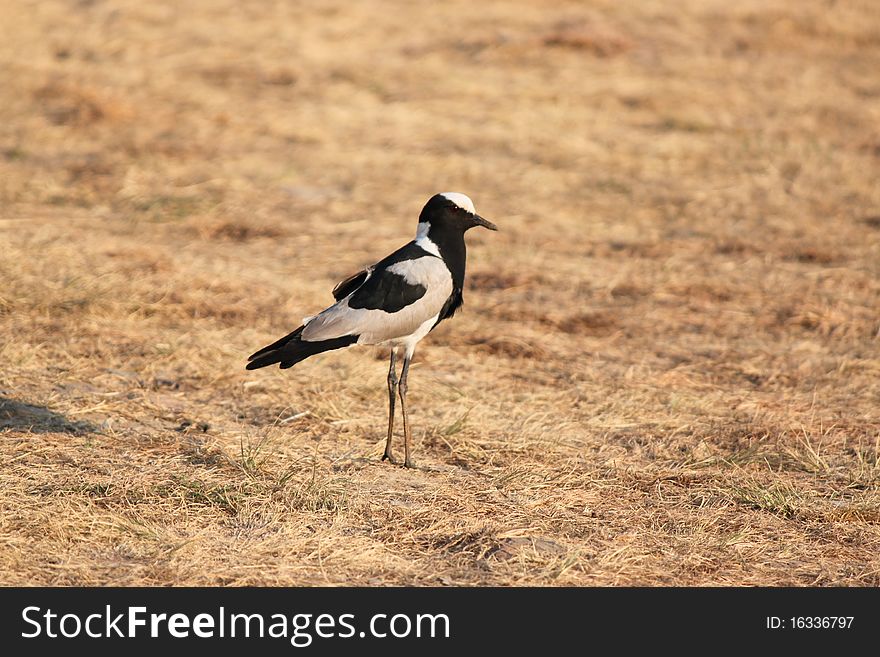 Blacksmith Plover Bird