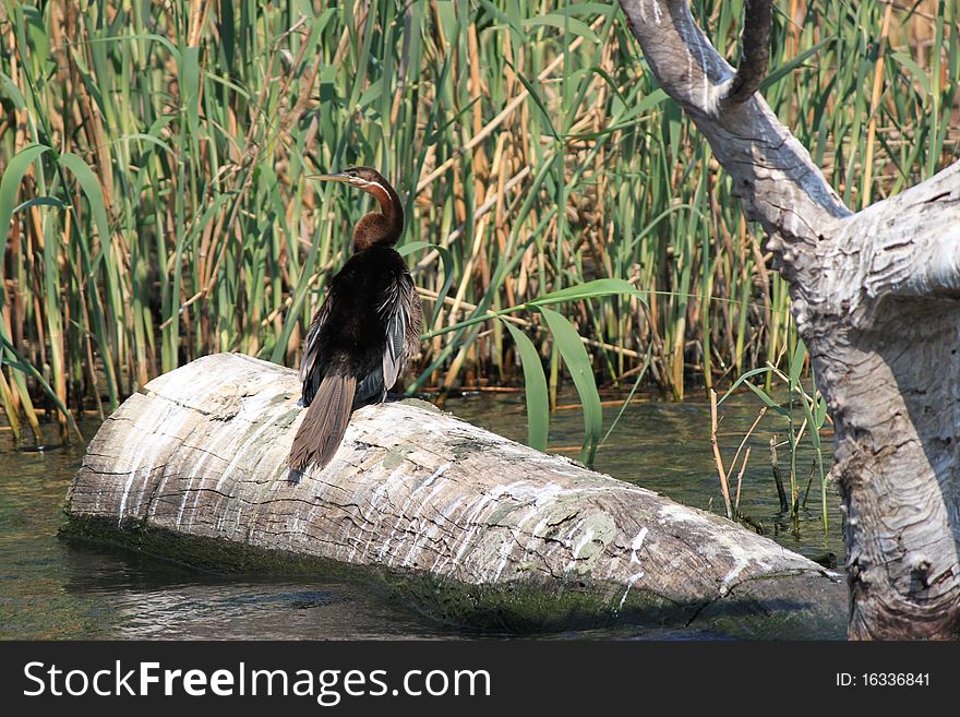 The Darter bird of the Southern African region