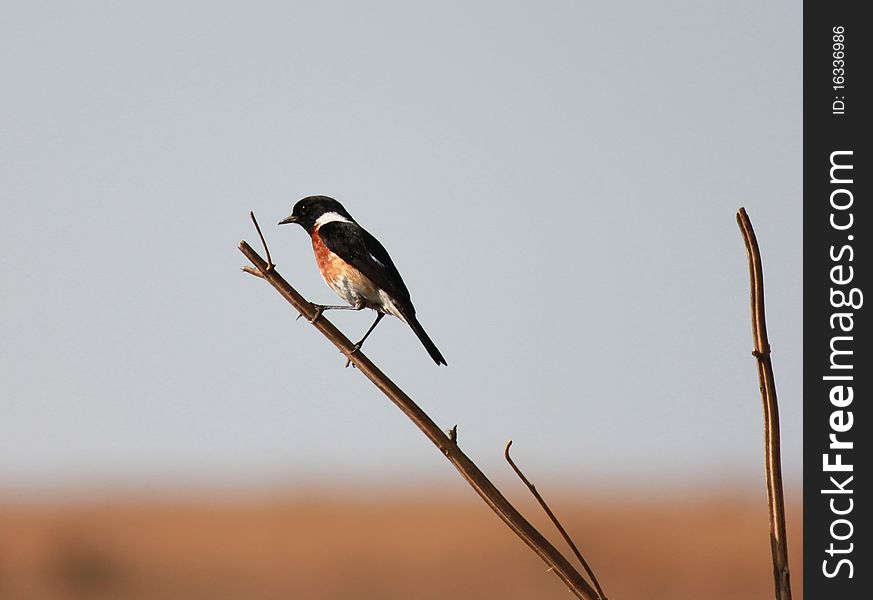 The Southern boubou bird of Southern Africa