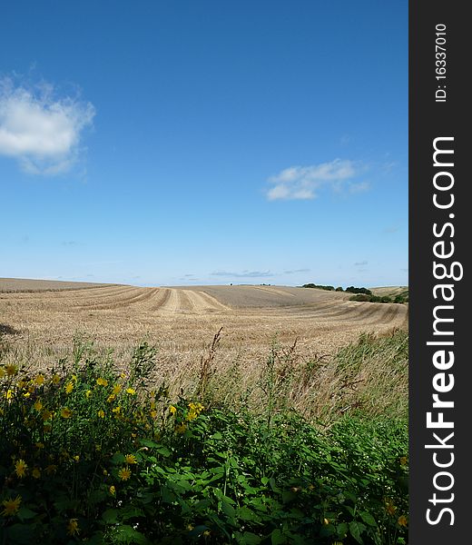 Wheat field after the harvest in Normandy, France.