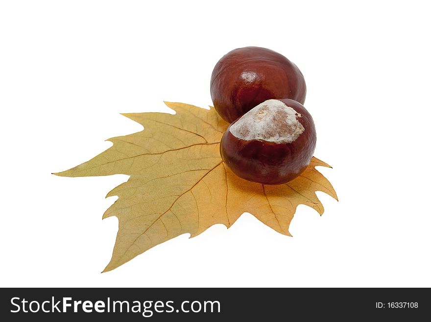 Chestnut on maple leaves, colors of autumn against white background