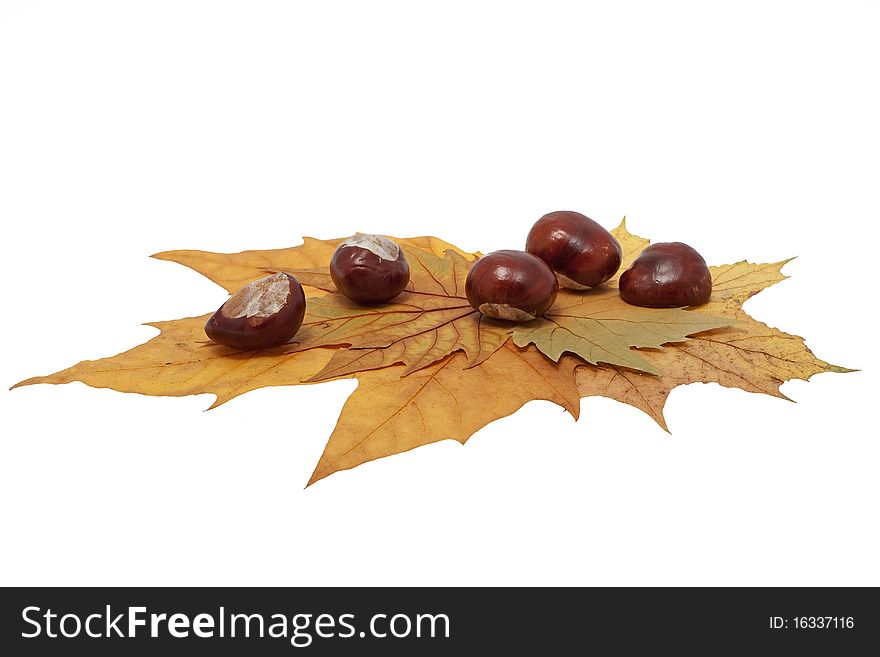 Chestnut on maple leaves, colors of autumn against white background