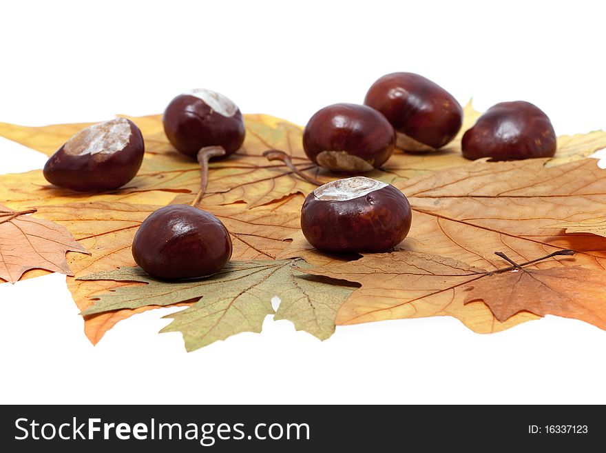 Chestnut on maple leaves, colors of autumn against white background