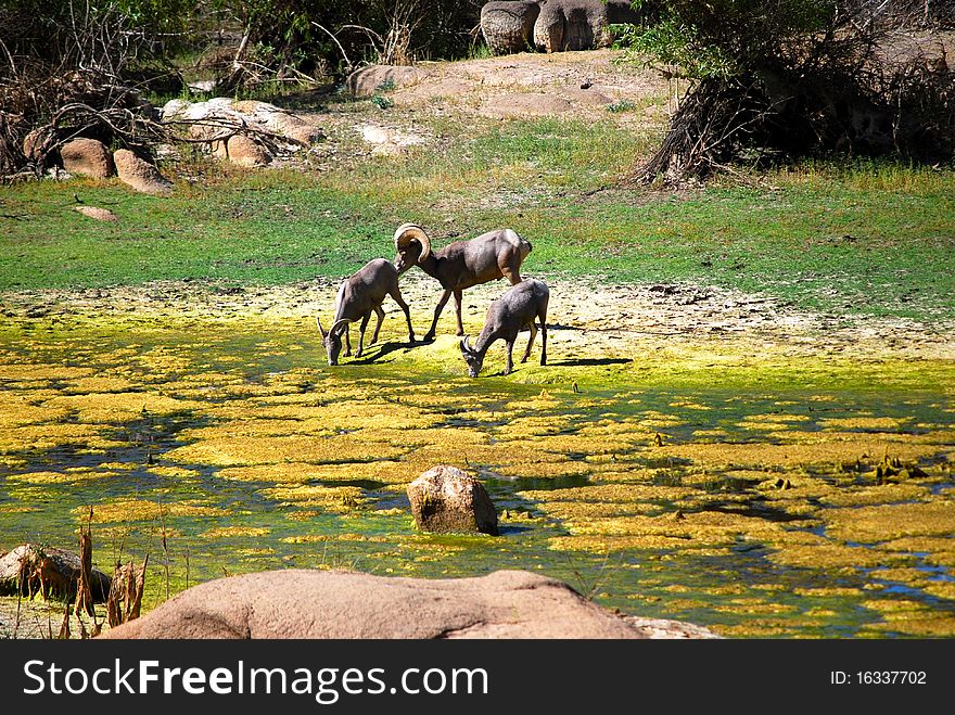 Big horn sheeps and lake