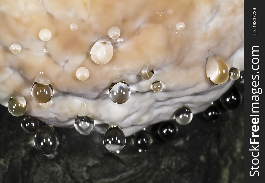 Beads of sap coming out underside of a wild mushroom. Beads of sap coming out underside of a wild mushroom