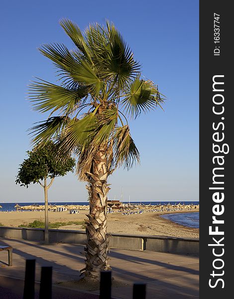 Photography of a single palm on sea and beach background. Photography of a single palm on sea and beach background