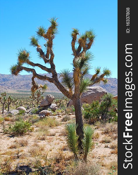 Joshua tree with blue sky in the californian desert. Joshua tree with blue sky in the californian desert