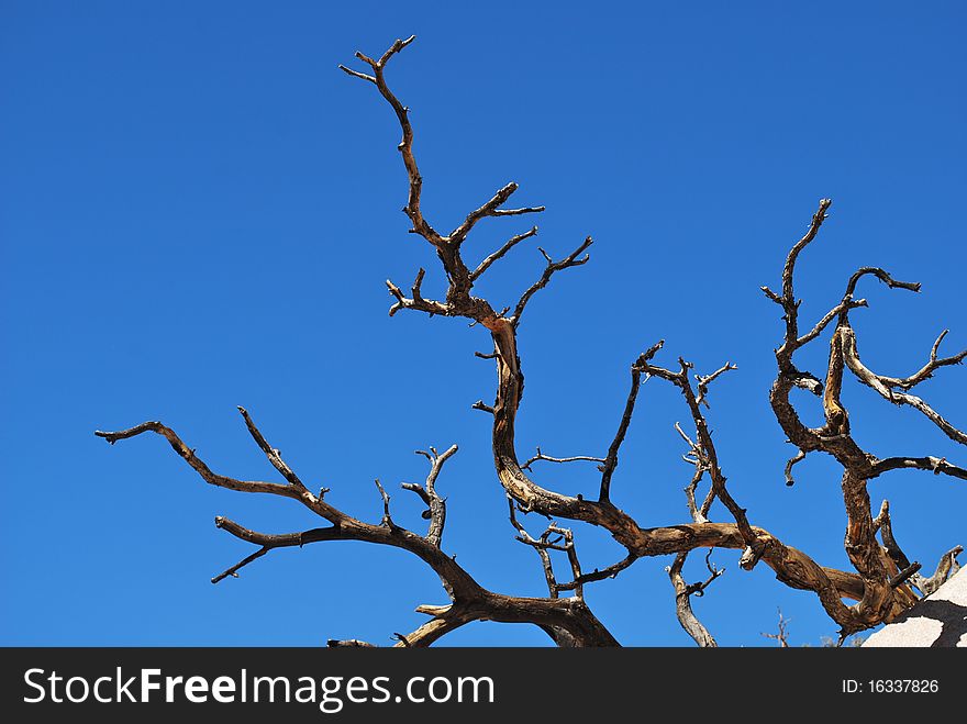 Blue sky with tree suitable for background. Blue sky with tree suitable for background