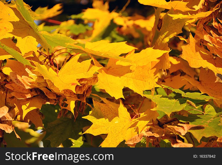 Yellow leaves of maple in the sunshine