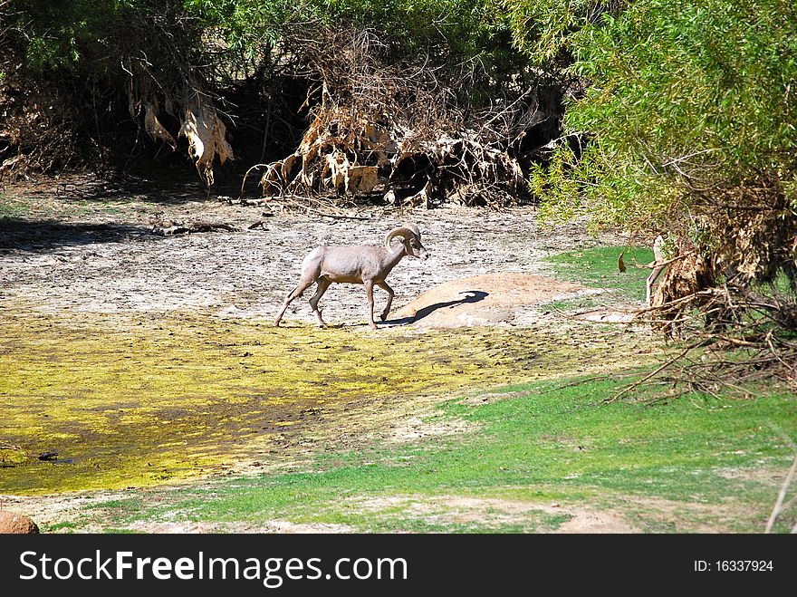 Wild nature. Big horn sheeps alone in the dome of joshua tree national park. Wild nature. Big horn sheeps alone in the dome of joshua tree national park