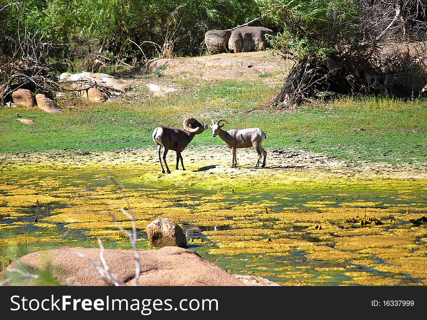 Wild nature. Big horn sheeps in the dome of joshua tree national park