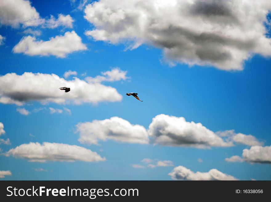 Two pigeons in beautiful blue cloudy sky. Two pigeons in beautiful blue cloudy sky