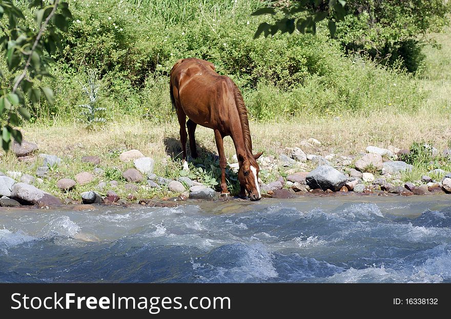 A view of horse is drinking. It's a brown horse. A view of horse is drinking. It's a brown horse.