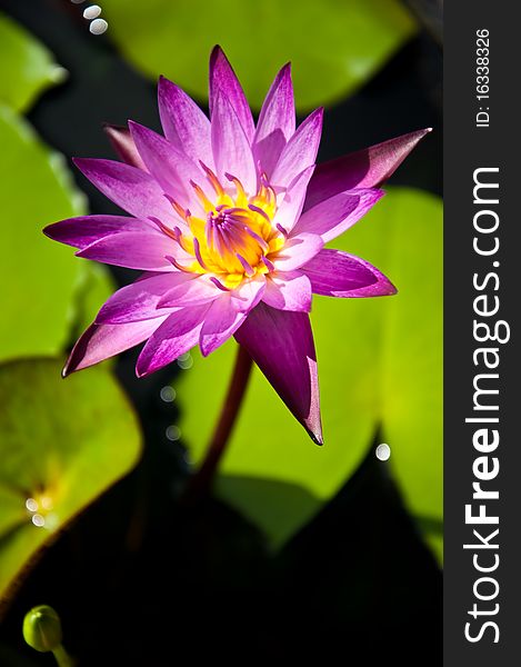 Blooming lotus is above on the lake