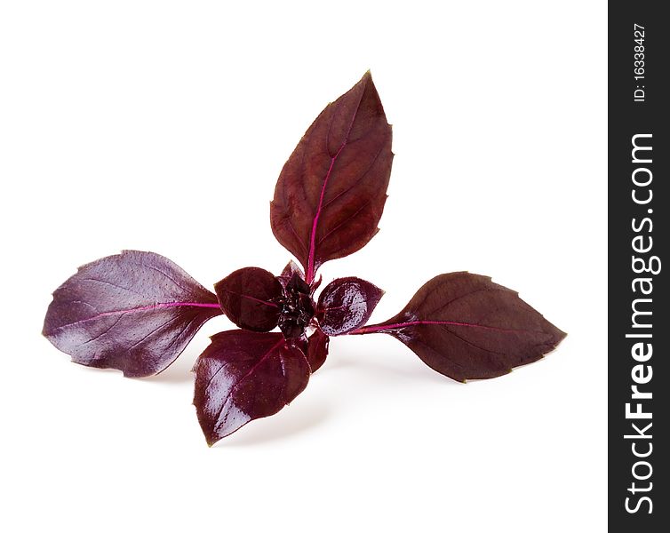 Leaves of basil on a white background