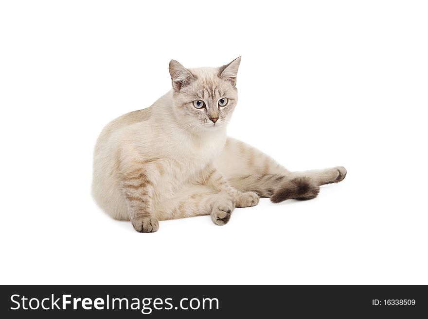 The light-beige striped cat lays on a white background. The light-beige striped cat lays on a white background