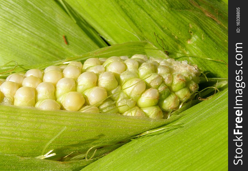 Detail photo of the fresh corn cob background