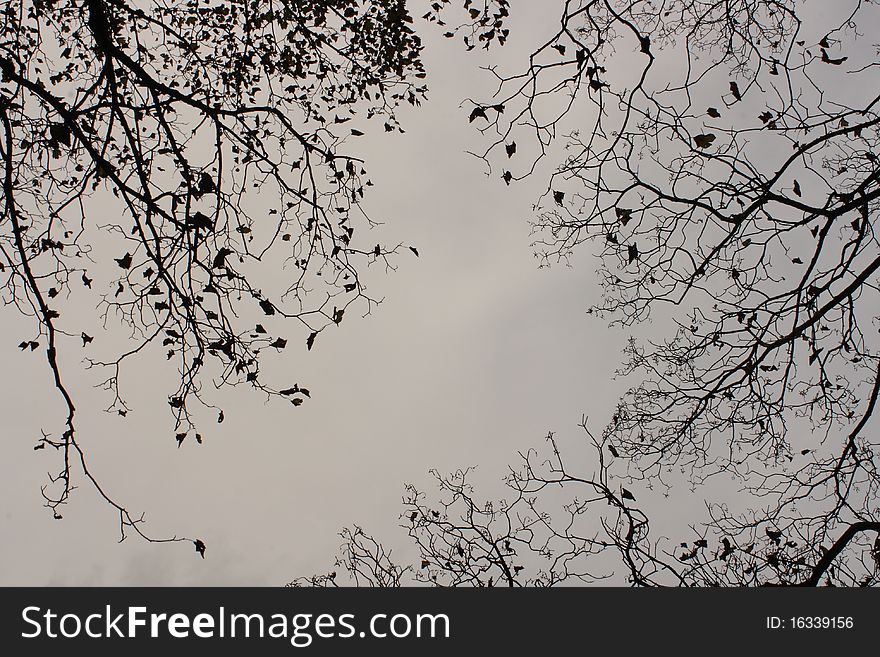 Autumnal Branches on a Natural Cloud Background. Autumnal Branches on a Natural Cloud Background