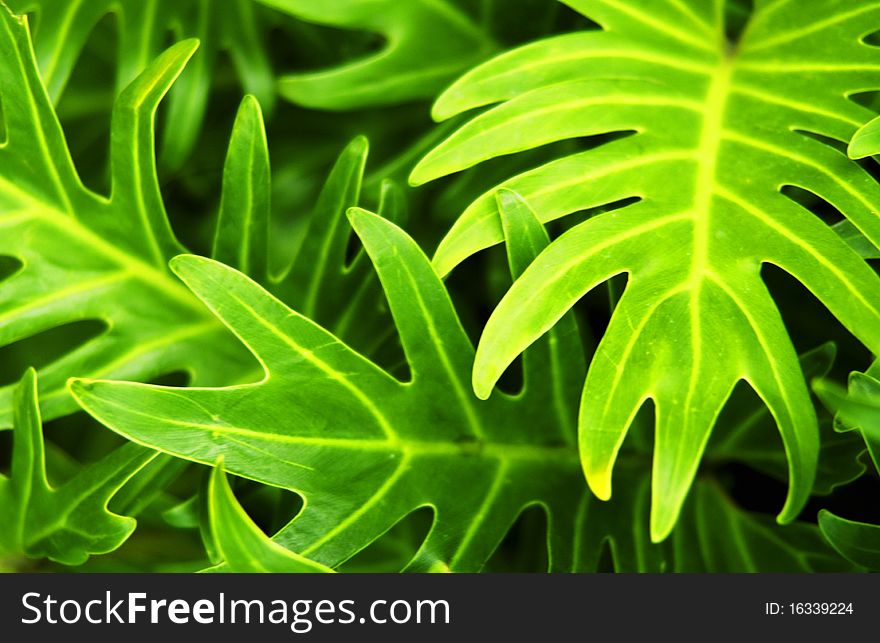 Close up of tropical plant leafs