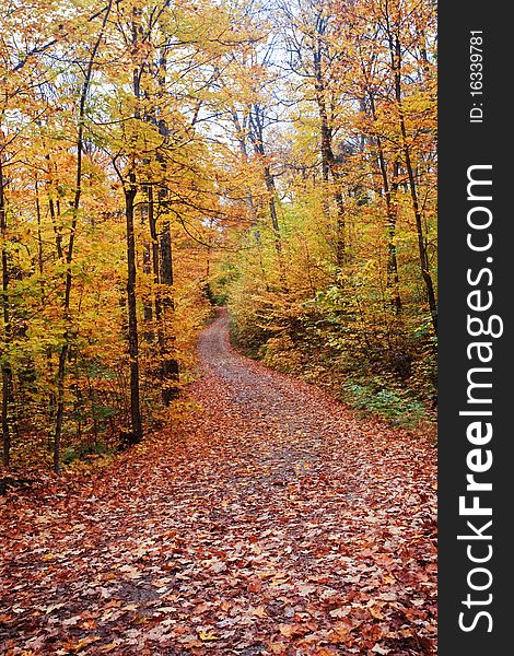 It's Fall Color Road with full of leaves covering. Taken at Algonquin park Ontario Canada.