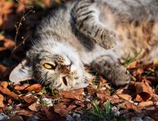 Gray Cat Walking In Autumn Leaves Stock Image