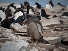 Dirty Rockhopper Penguin Royalty Free Stock Photography