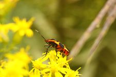 Large Milkweed Bug (Oncopeltus Fasciatus) Stock Photos Large Milkweed Bug (Oncopeltus Fasciatus) Stock Photos