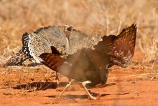 Battle Between Two Bustards Stock Image Battle Between Two Bustards Stock Image