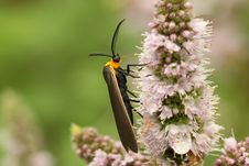 Yellow-collared Scape Moth (Cisseps Fulvicollis) Royalty Free Stock Photos Yellow-collared Scape Moth (Cisseps Fulvicollis) Royalty Free Stock Photos