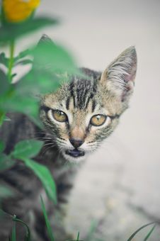 Cat Hunting Behind Green Grass Stock Images Cat Hunting Behind Green Grass Stock Images