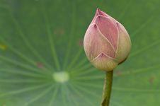 Pink Lotus Bud Against Green Leaf. Royalty Free Stock Image Pink Lotus Bud Against Green Leaf. Royalty Free Stock Image