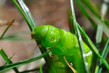 Horned Tomato Worm Royalty Free Stock Photos Horned Tomato Worm Royalty Free Stock Photos