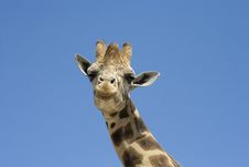 Giraffe Royalty Free Stock Image Giraffe Royalty Free Stock Image