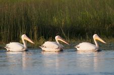 Three White Pelicans Royalty Free Stock Photography Three White Pelicans Royalty Free Stock Photography